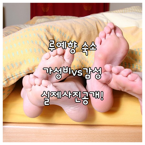 루예향 가성비 호텔부터 감성 숙소까지 위치별 특징과 실제 사진 확인